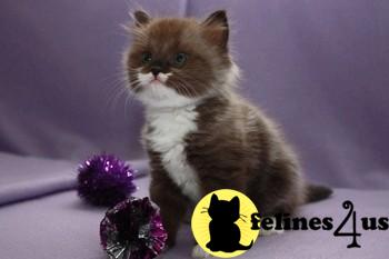Kittens for Sale