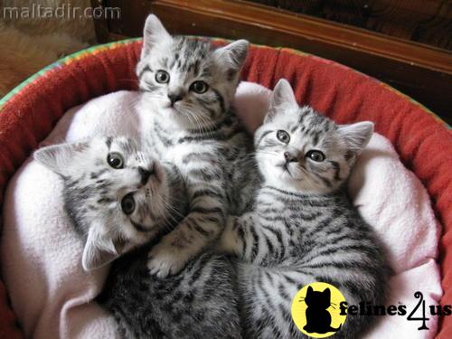 Kittens for Sale