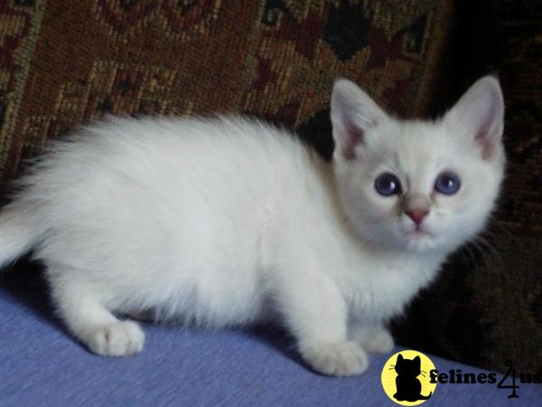 Kittens for Sale