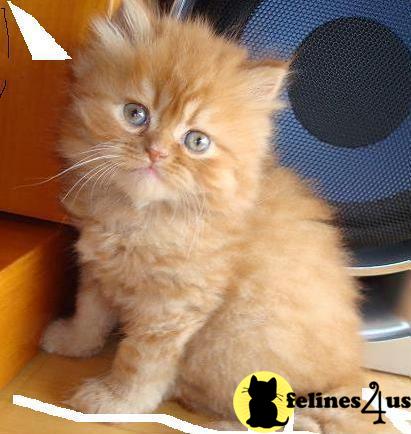 Kittens for Sale