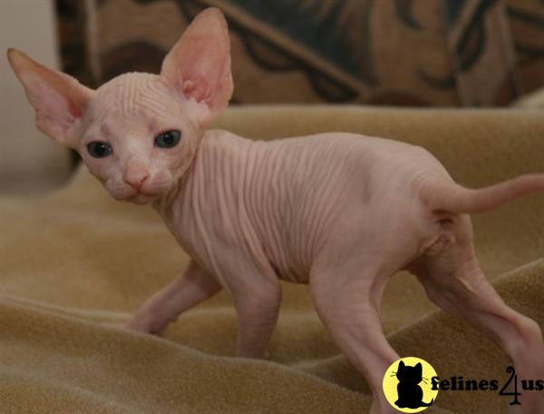 Kittens for Sale