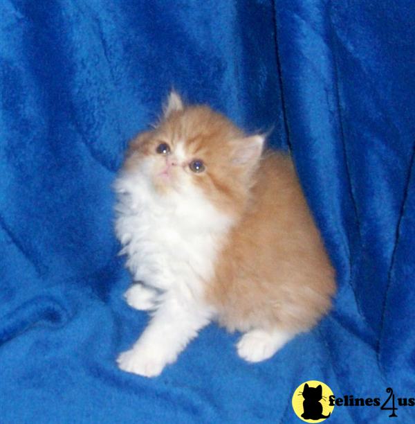 Persian Kittens