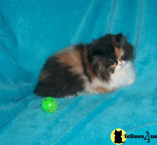 Kittens for Sale in Missouri