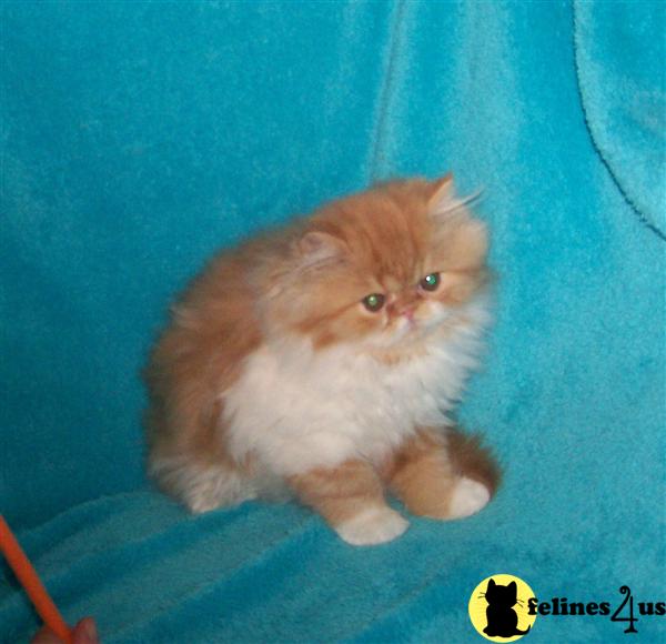Kittens for Sale in Missouri