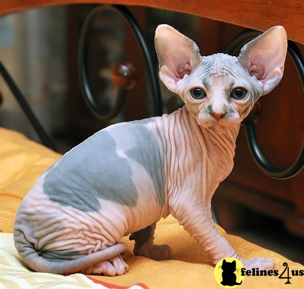 Sphynx Kitten for Sale Blue/White Sphynx Kittens 7 Yrs and 1 Mths old