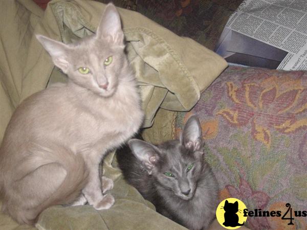 Oriental OLH kittens