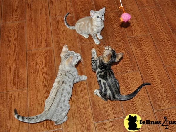 female and male  Persian Kitten for sale. 400 $
