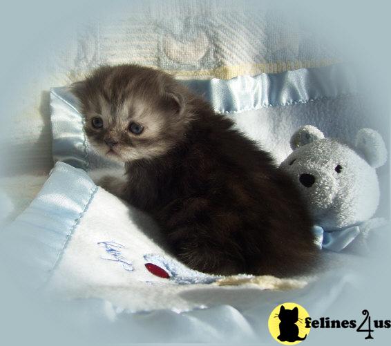 Kittens for Sale in Minnesota