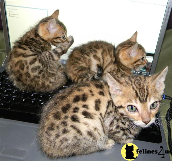 Kittens for Sale in Colorado