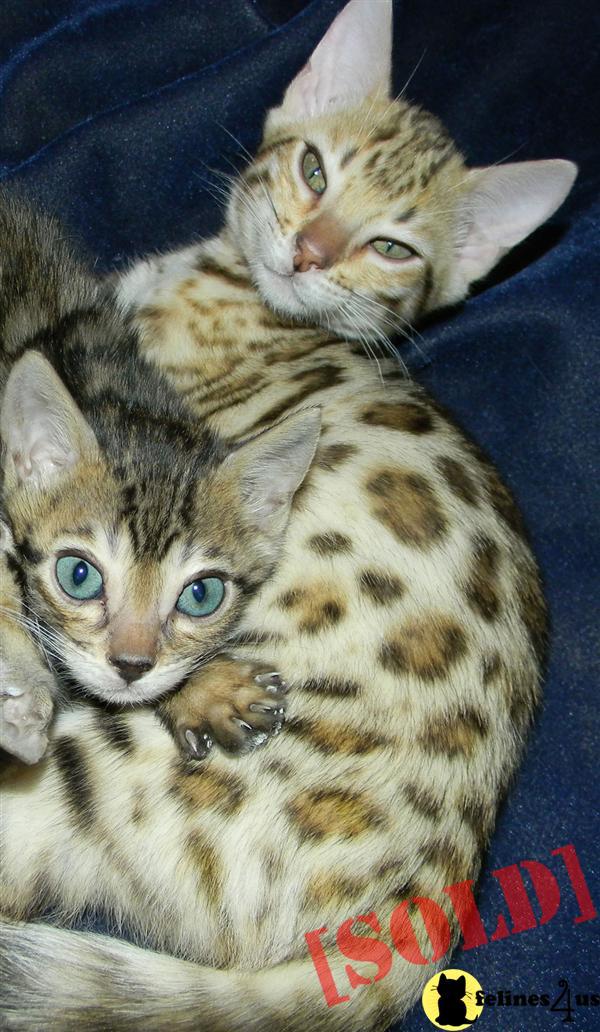 Beautiful Bengal Kittens for Sale