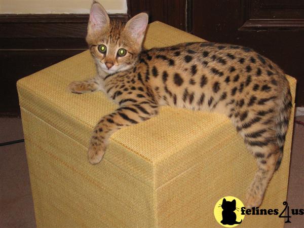Kittens for Sale in Arizona