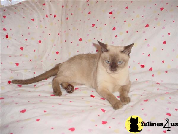 Cats for Sale