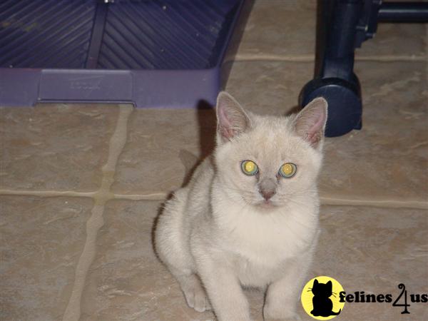 Tonkinese Kittens for Sale