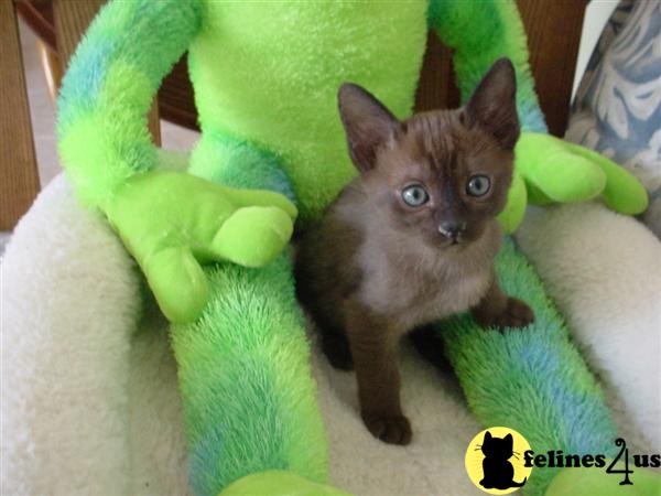 Tonkinese Kittens for Sale