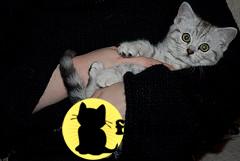 Kittens for Sale in Texas