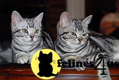 Kittens for Sale in Texas