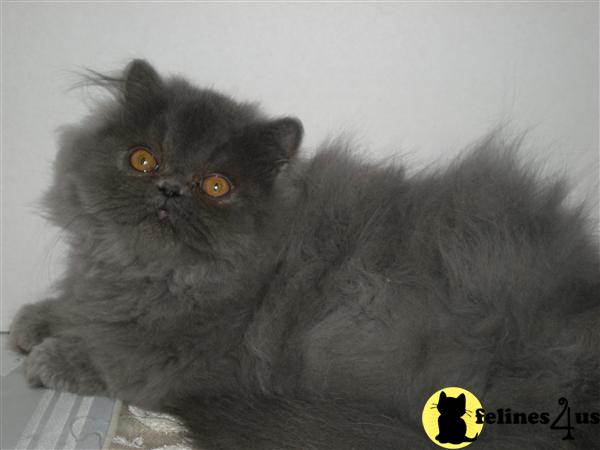 Kittens for Sale