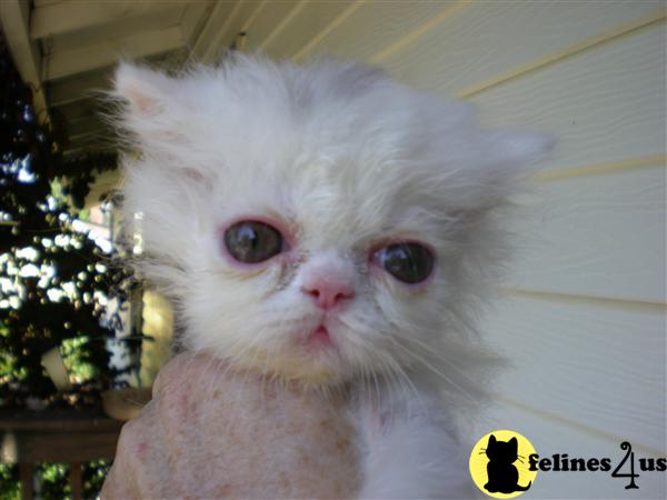 Precious Female CFA Reg.White Persian Kitten