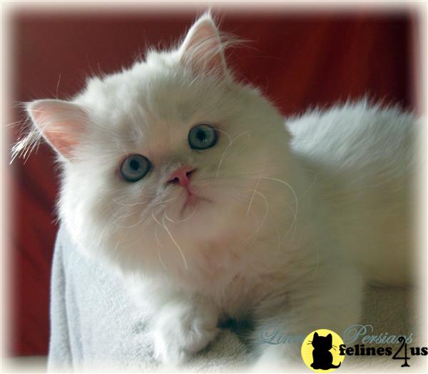 Persian Kittens