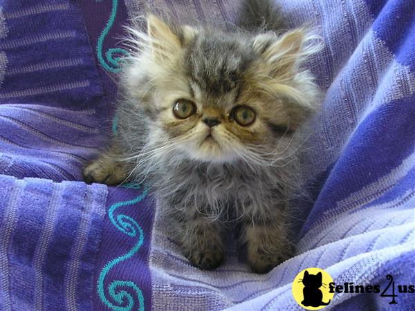 Himalayan and Persian kittens