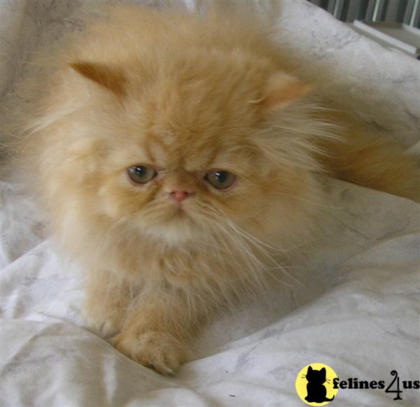 Himalayan and Persian kittens