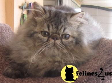 Persian Kittens