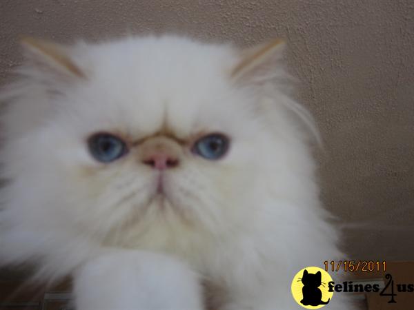 Himalayan Kittens