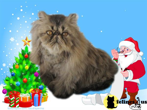 Cats for Sale