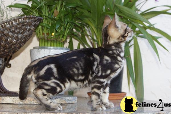 Bengal Kittens in Florida