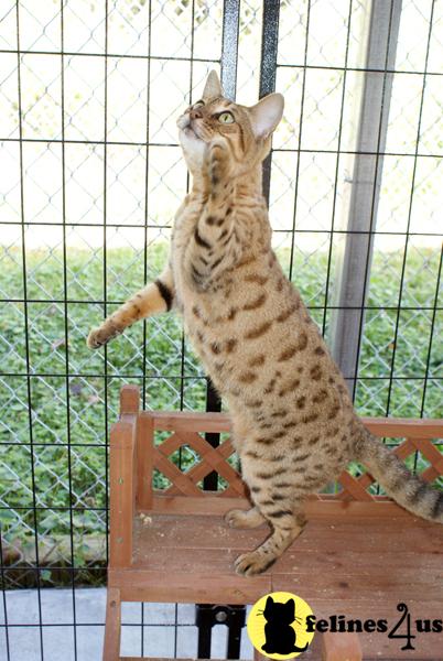 Bengal Kittens in Florida