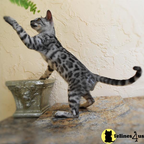 Bengal Kittens in Florida