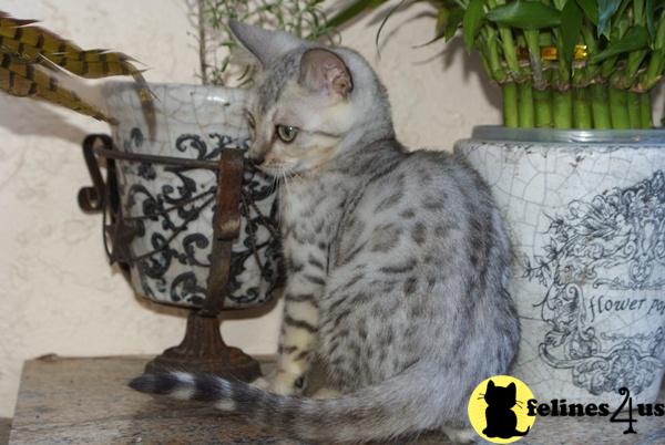 Bengal Kittens in Florida