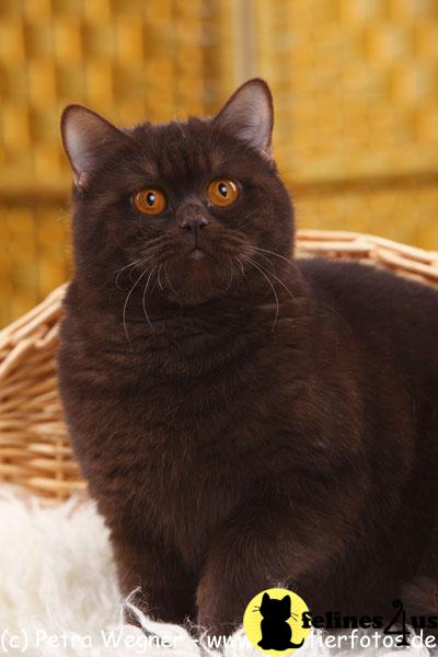British Shorthair Kittens