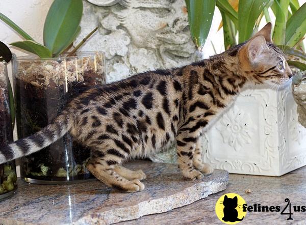 Bengal Kittens