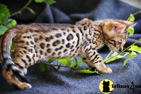 Bengal Kittens