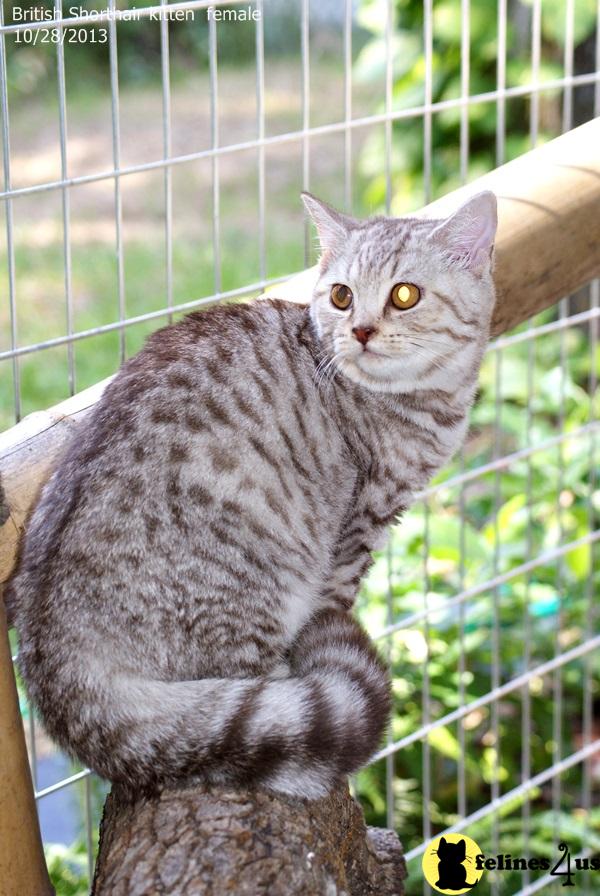 Chocolate British Shorthair Kittens For Sale British Shorthair