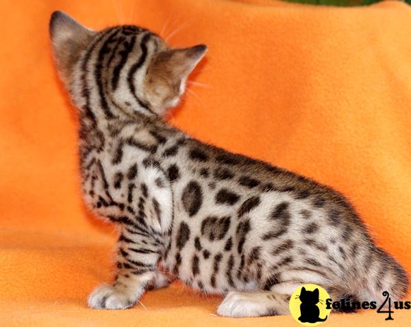 Bengal Kittens