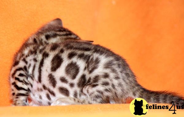 Bengal Kittens
