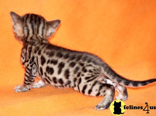 Bengal Kittens
