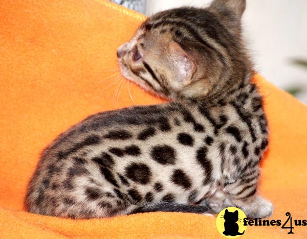 Bengal Kittens