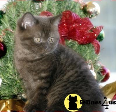 British Shorthair Kittens