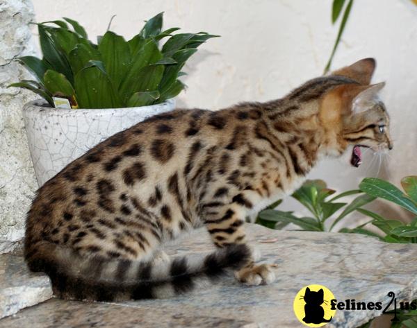 Bengal Kittens