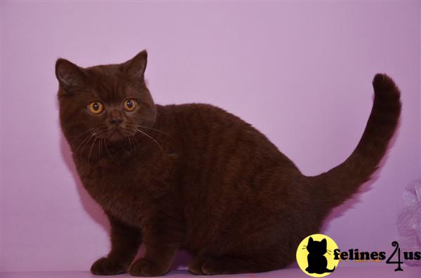 British Shorthair Kittens