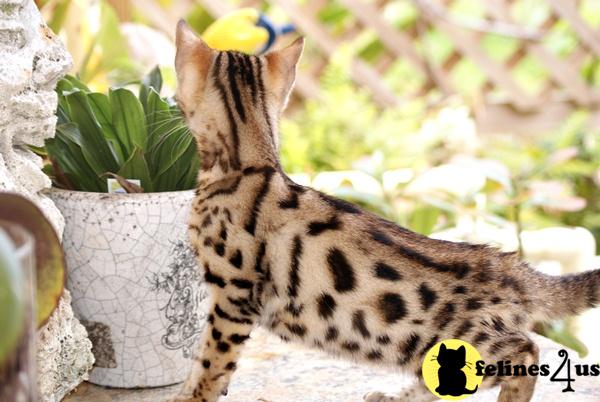 Bengal Kittens