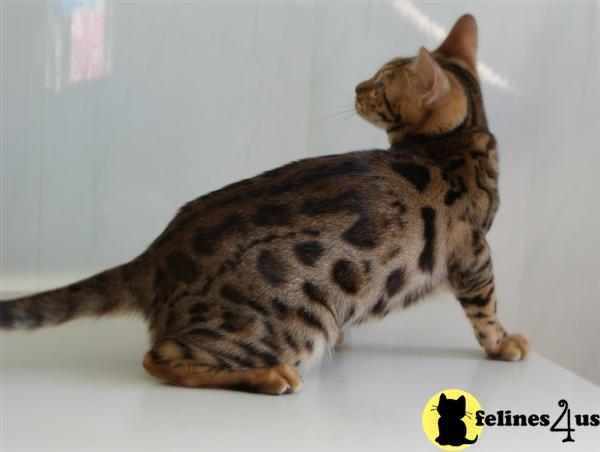 Cats for Sale