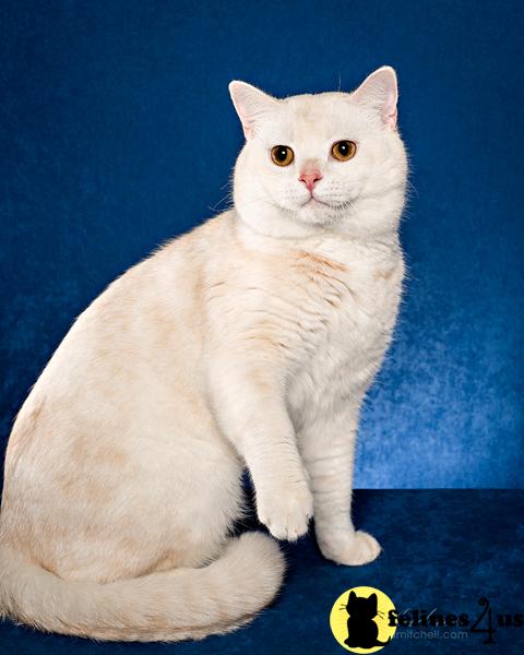 British Shorthair Kittens