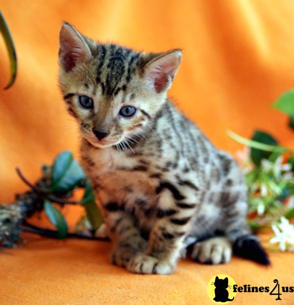 Bengal Kittens
