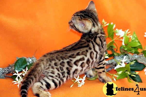 Bengal Kittens
