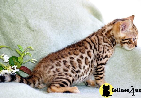 Bengal Kittens