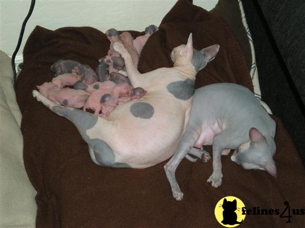 Many babies available
